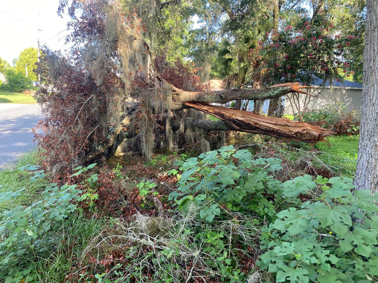 Preparing Your Trees for Hurricane Season in Florida