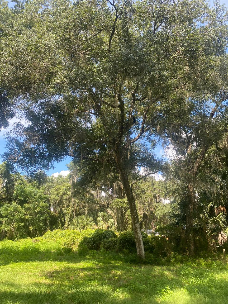 Tree trimming service near The Villages