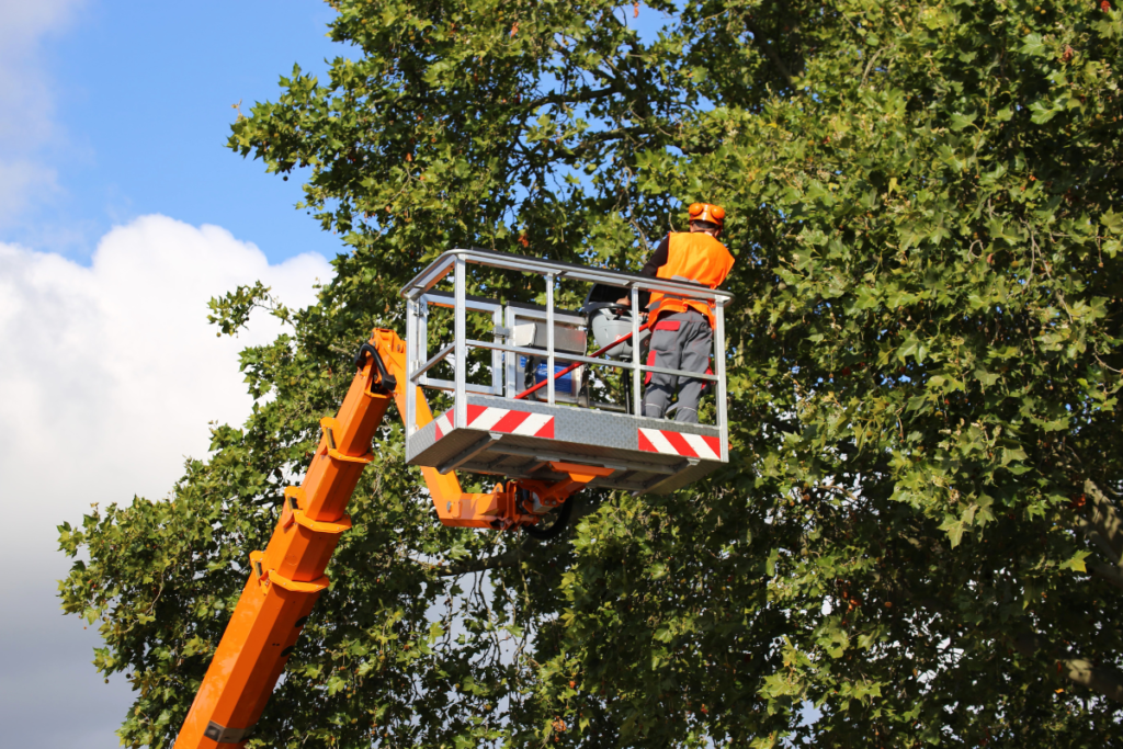 Is Hiring Commercial Tree Services Right for Your Business?