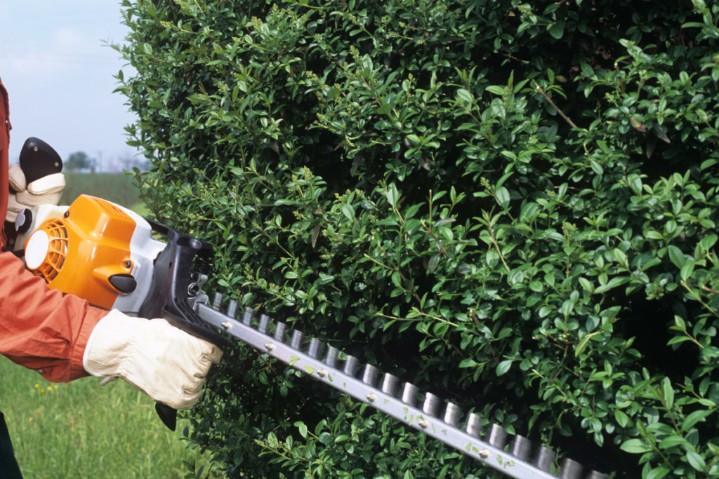 Rooted In Excellence: Unveiling The Top Tree Services Offered By Ocala's Tree Service Legends
