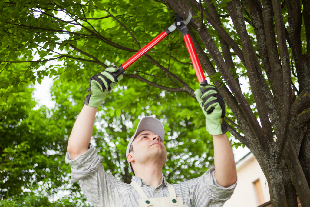 How Can Commercial Tree Services Boost Property Value?
