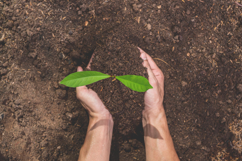 Tree Planting