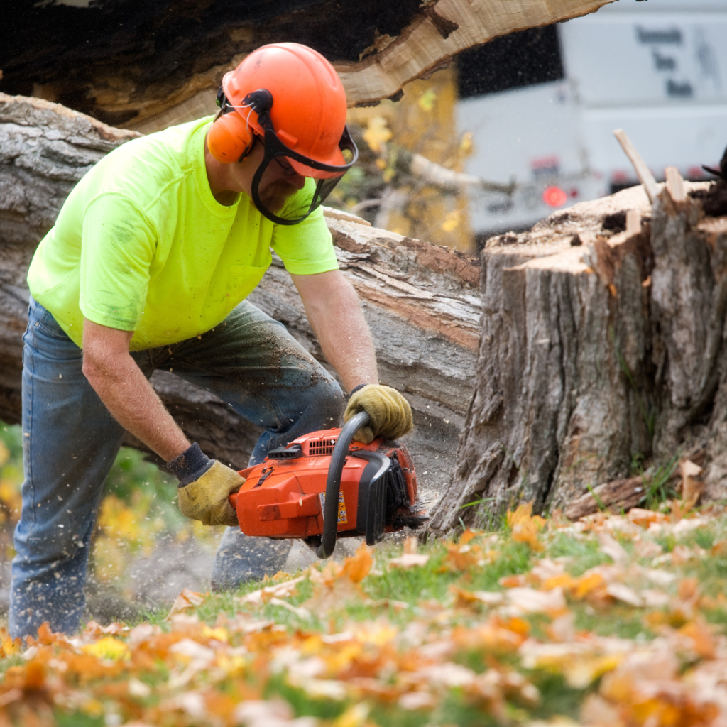 Why Tree Removal Is Crucial for Property Safety