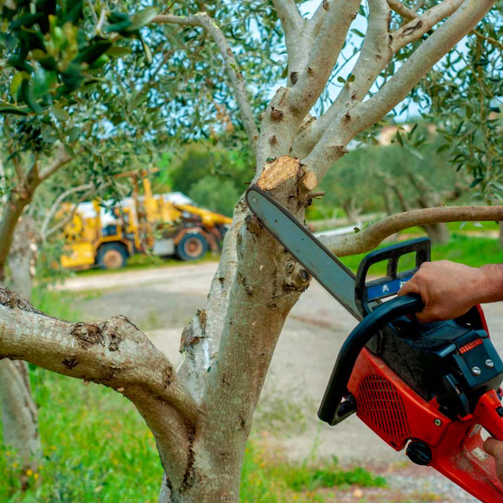 The Art and Science of Commercial Tree Services
