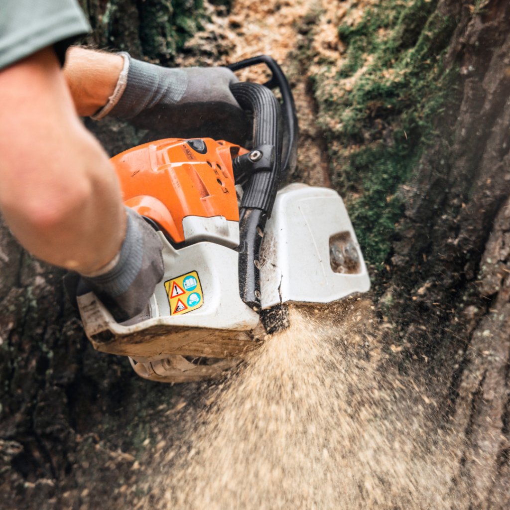 The Top Tools and Techniques Used in Safe Tree Removal
