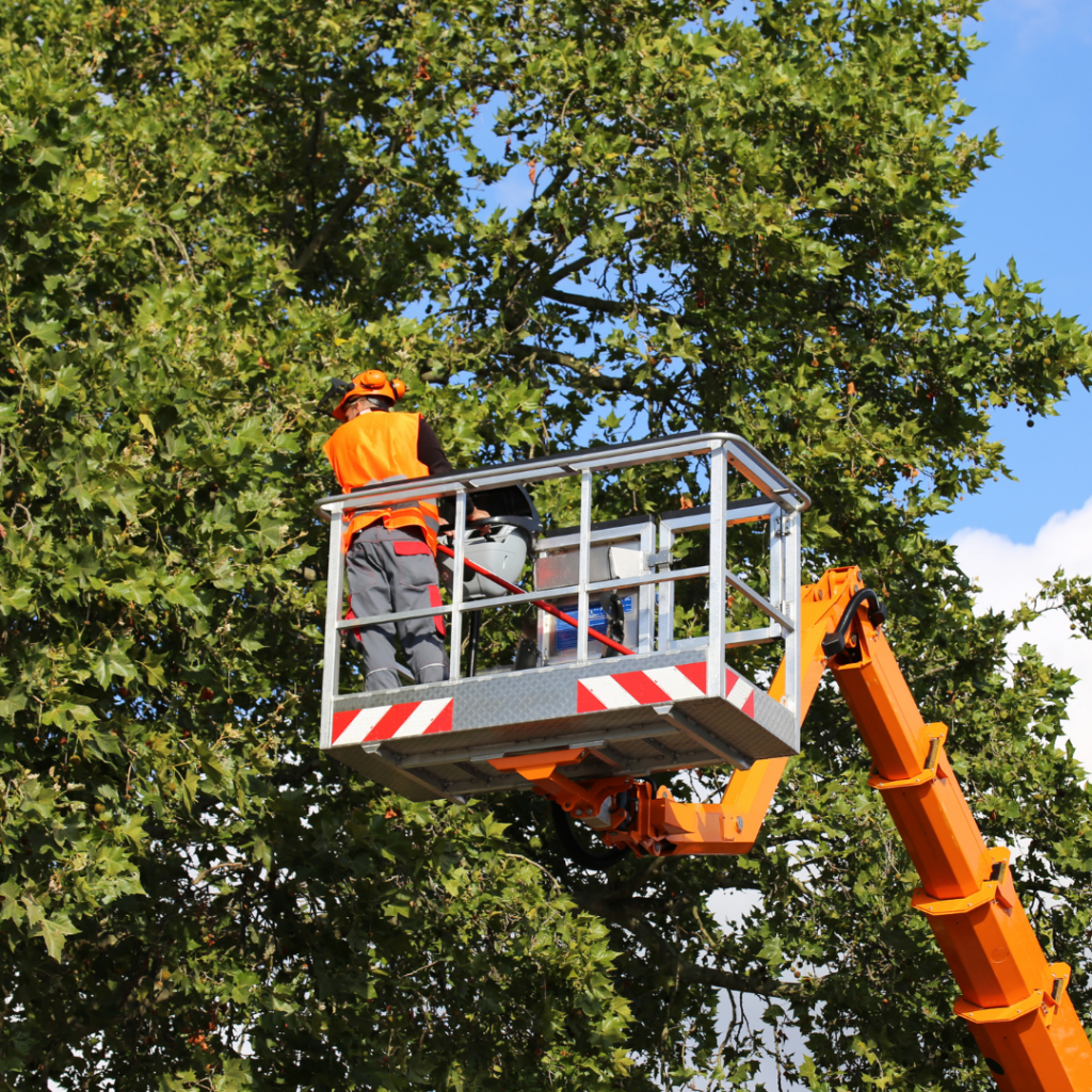 Mitigating Risks with Professional Commercial Tree Services