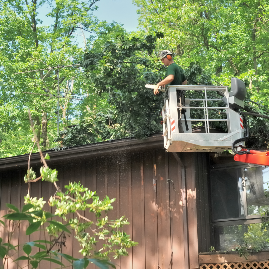 The Art and Science of Commercial Tree Services