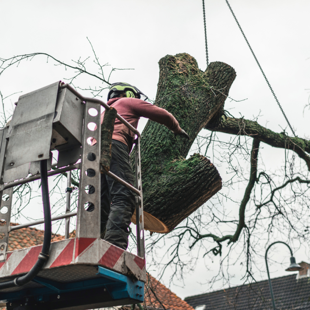 The Top Tools and Techniques Used in Safe Tree Removal