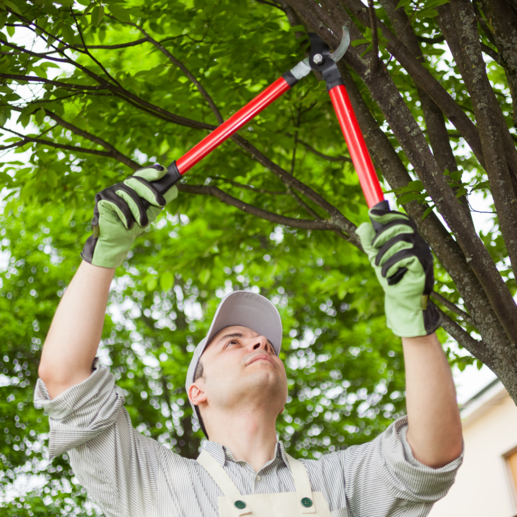 Why Winter is the Best Time for Tree Pruning
