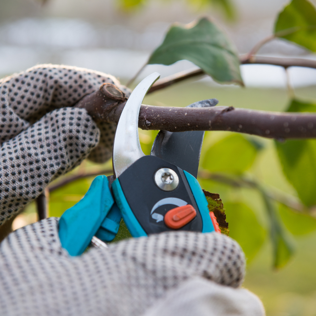 Why Winter is the Best Time for Tree Pruning