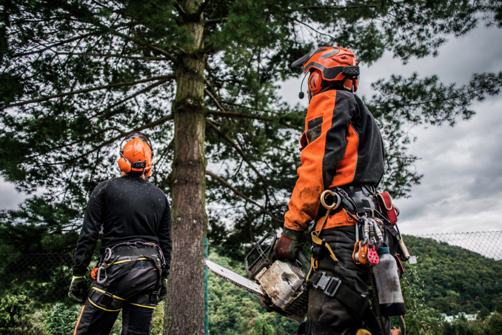 Tree Trimming