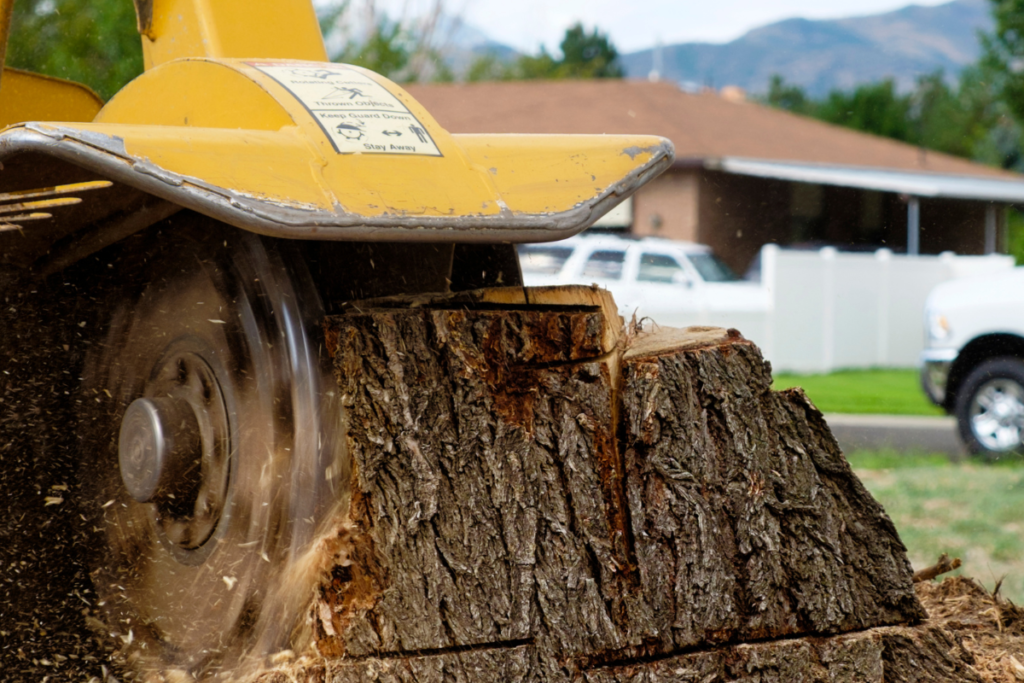 Is Stump Removal Necessary After Tree Removal?