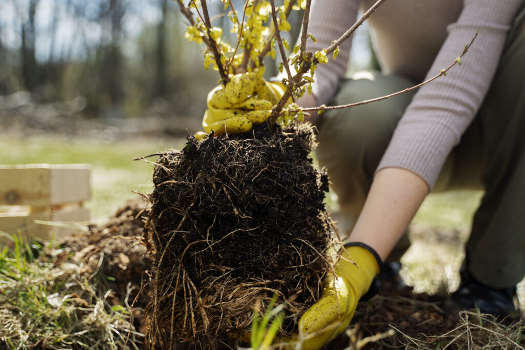 From Seedling To Spectacular: Transform Your Landscape With Tree Service Legends In Ocala
