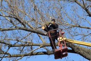 Tree Pruning