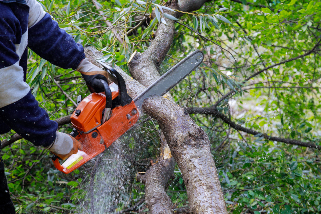 Investing in Growth: The ROI of Commercial Tree Service