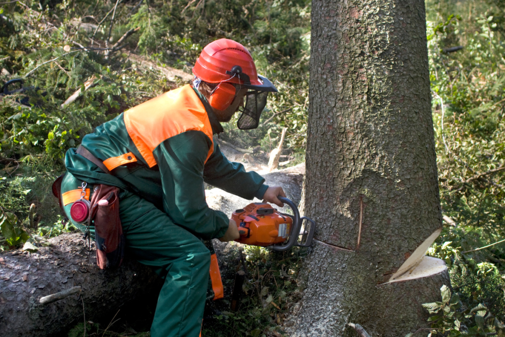 Weathering The Storm: How Tree Service Legends In Ocala Protects Your Property During Emergencies
