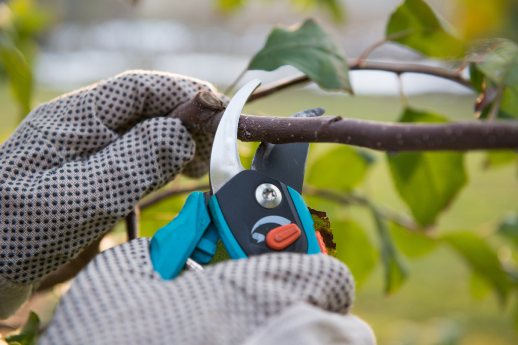 The Green Guardians: Why Tree Service Legends Is Ocala's Go-To For Professional Tree Care
