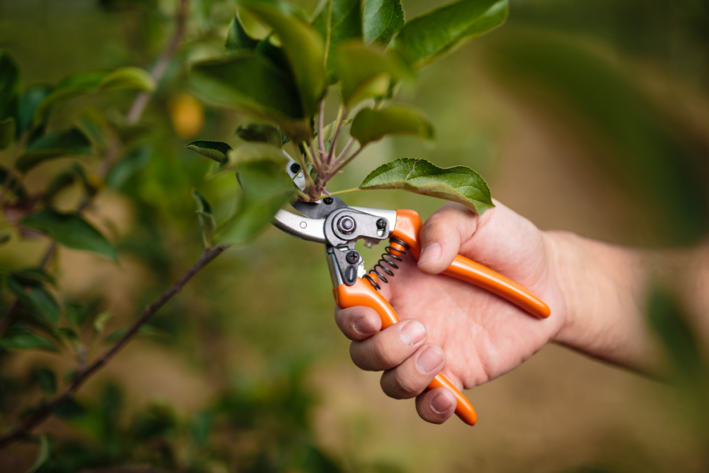 Tree Pruning